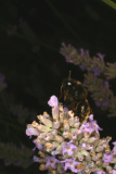 Lavandula angustifolia RCP07-06 008  and bumble bee.jpg